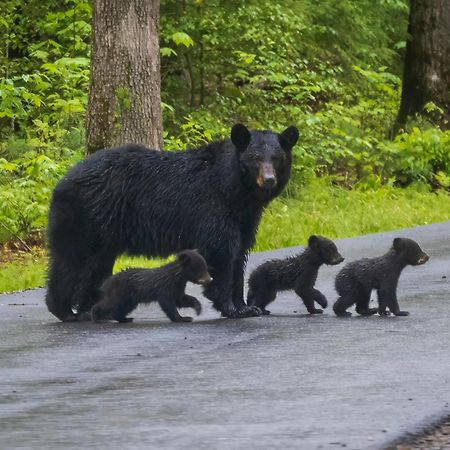 Time To Cuddle, Wifi, Near Pigeon Forge, 1089 Free Tickets Each Paid Day, Dollywood And More Luaran gambar