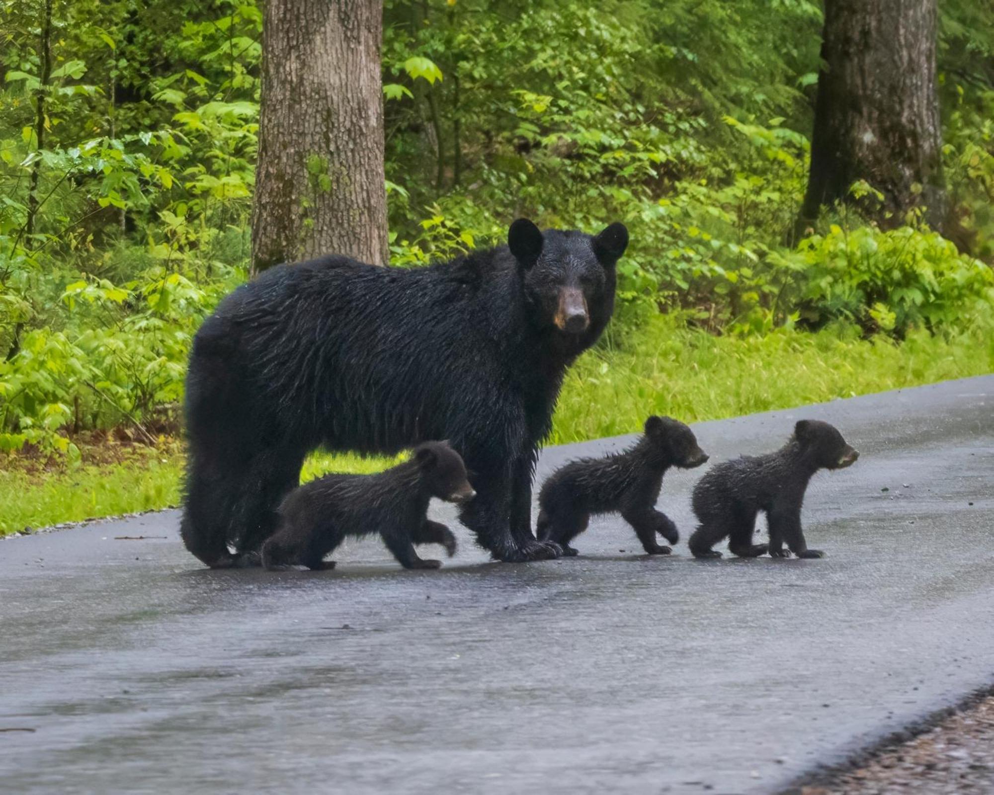 Time To Cuddle, Wifi, Near Pigeon Forge, 1089 Free Tickets Each Paid Day, Dollywood And More Luaran gambar